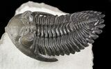 Flying Hollardops Trilobite - Great Eyes #57784-6